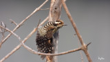 Philippine Pygmy Woodpecker (Dendrocopos maculatus, a Philippine endemic, aka Philippine Woodpecker)
Habitat – Lowland and montane forest and edge, in understory and canopy.
Size - 5.5 inches total length.
Shooting Info - FRAME GRAB from 4K/29.97p footage, recorded in habitat at Bued River, La Union, Philippines on January 12, 2021,
Nikon Coolpix P1000, fluid head + tripod, manual focus, manual exposure in available light, 3000 mm, f/8, ISO 400, processed to 1920 x 1080.
4K video footage