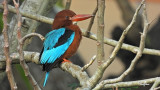 White-throated Kingfisher (Halcyon smyrnensis, resident)
Habitat – Clearings, along large streams and rivers, and in open country.
Shooting Info - FRAME GRAB from 4K/29.97p footage, recorded in habitat at Bued River, La Union, Philippines on January 11, 2021,
Nikon Coolpix P1000, fluid head + tripod, manual focus, manual exposure in available light, 1800 mm, f/7.1, ISO 200, processed to 1920 x 1080.
4K video footage