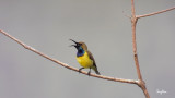 Olive-backed Sunbird (Nectarinia jugularis, resident, male)
Habitat - Common lowland sunbird.
Shooting Info - FRAME GRAB from 4K/29.97p footage, recorded in habitat at Bued River, La Union, Philippines on January 13, 2021,
Nikon Coolpix P1000, fluid head + tripod, manual focus, manual exposure in available light, 3000 mm, f/8, ISO 400, processed to 1920 x 1080.
4K video footage