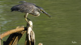 Little Heron (Butorides striatus, resident/migrant, immature)
Habitat - Exposed coral reefs, tidal flats, mangroves, fishponds and streams.
Shooting Info - FRAME GRAB from 4K/29.97p footage, recorded in habitat at Maambal, Pangasinan, Philippines on January 14, 2021,
Nikon Coolpix P1000, fluid head + tripod + Kenko Realpro ND8 filter, manual focus, manual exposure in available light, processed to 1920 x 1080.
4K video footage