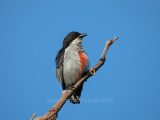 Red-keeled Flowerpecker (Dicaeum australe, a Philippine endemic)
Habitat - Canopy of forest, edge and flowering trees.
Shooting Info - STILL/RAW, recorded in habitat at Bued River, La Union, Philippines on January 17, 2021,
Nikon Coolpix P1000, fluid head + tripod, manual exposure in available light, 3000 mm (equiv.), 1/250 sec, f/8, ISO 100, uncropped full frame.