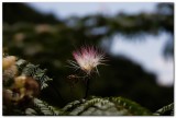 20190729_114518 -- Canon 6D2 + Tamron 35-150 / 2.8-4 VC @ 150mm f/8 1/400 ISO 100