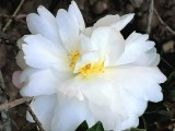 a white camellia 