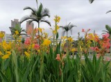 flower in a park near home