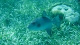 Ocean Triggerfish at Hol Chan Marine Reserve