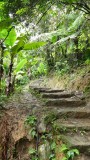 Ranomafana National Park hiking trail