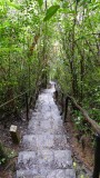 Ranomafana National Park hiking trail