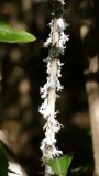 Planthopper Nymphs