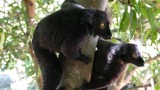 Male Black Lemurs