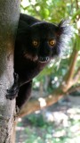 Male Black Lemur