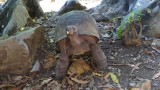 Aldabra Tortoise on Nosy Komba