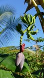 Nosy Sakatia banana tree