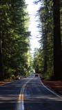 Humboldt Redwoods State Park Highway
