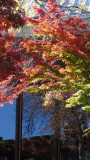 Fall foliage outside the Angus Bowmer Theater