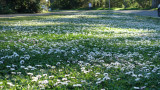 Clover patch near Stow Lake in Golden Gate Park