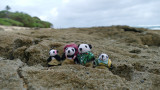 The Pandafords visit Monk Seal Beach