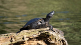 Stow Lake Turtle