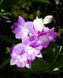 Purple_n_White_Orchid