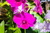 Violet_Orchid