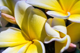 Yellow_Frangipani