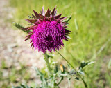 Thistle_Bloom