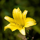 Yellow_Day_Lily