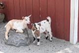 Goat_Kids