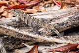 Iguana_on_Log_w_Leaves