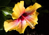 Our Yelo n Red Hibiscus