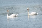 2 Swans Swimming