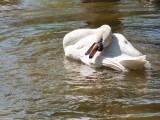 Swan Rubbing Neck