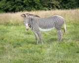 Grevys Zebra (1 of 1)-2.jpg