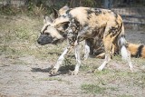 Painted African Dogs