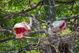 Spoonbill Bringing Sticks for Nest