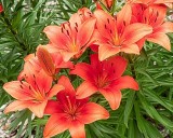 Asian Lilies