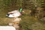 Mallard Drake on Rock