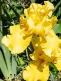 Yellow Iris