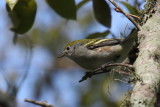 Chestnut sided Warbler