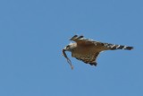 Red Shouldered Hawk with dinner