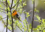 Paruline  gorge orange ( Blackburnian Warbler )