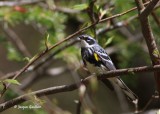 Paruline  croupion jaune ( Yellow-rumped Warbler )