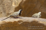 Namaqua Doves (Oena capensis), Oasis between Toujounine and Atar (Mauritania)