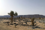Bird trip to Mauritania (April 2018)