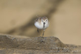 Semipalmated Sandpiper (Calidris pusilla)_Old Harbour, Vila do Corvo (Corvo)