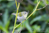 Tennessee Warbler (Oreothlypis peregrina)_High Fields (Corvo)