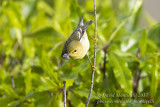 Blackpoll Warbler (Setophaga striata)_High Fields (Corvo)