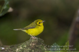 Hooded Warbler (Setophaga citrina)(1st winter male)_Ribeira de Cancelas (Corvo)