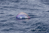 Bird trip to Cape Verde: Santiago Island (February 2012) and Sao Nicolau Island (June 2018)