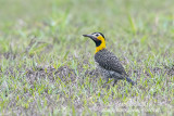 Campo Flicker (Colaptes campestris)(male)_along the Transpantaneira road, south of Poconé (Mato Grosso)