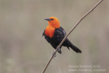 Scarlet-headed Blackbird (Amblyramphus holosericeus)_along the Transpantaneira road, south of Pocon (Mato Grosso)